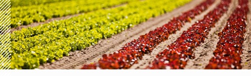 Anbaufeld mit reihenweise angepflanzten roten und grünen Salatköpfen